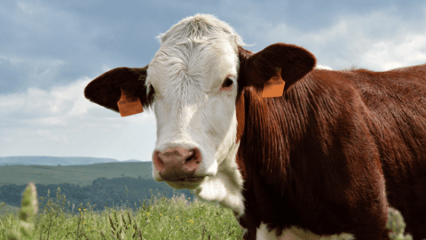 Deli Dana Hastalığı Türkiye'de: Belirtileri Ne?