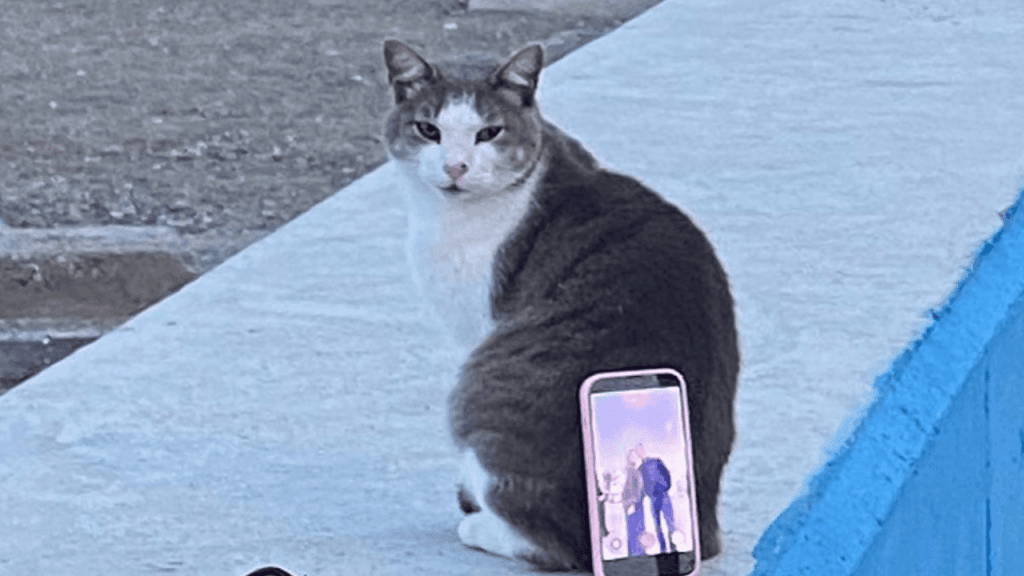 Tripod Kedi: Sahildeki Çiftin Viral Olan Zekice Çözümü