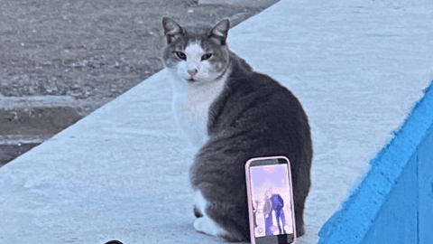 Tripod Kedi: Sahildeki Çiftin Viral Olan Zekice Çözümü