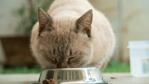 Kedi Maması Seçiminde Hayati Öneme Sahip Kritik Detaylar