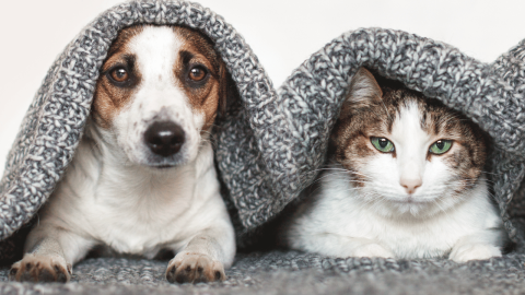 Kedi Ve Köpekler İçin Zararlı Yiyecekler Nelerdir?