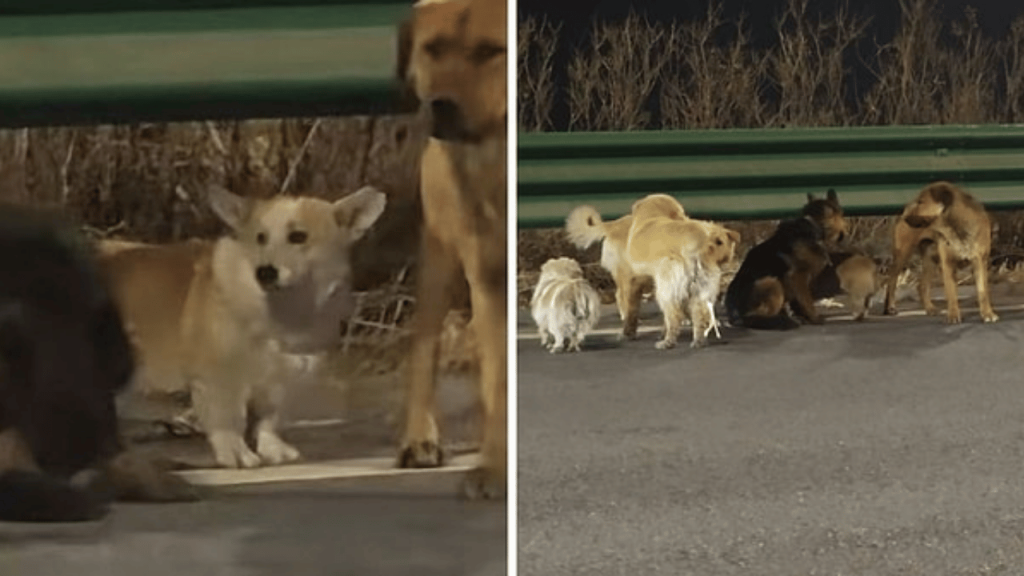 17 Kilometrelik Yol: Çin’de Kaçırılan 7 Köpek Yuvaya Döndü