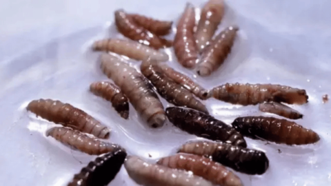 Screwworm Paraziti ABD Sınırında Yeniden Ortaya Çıktı